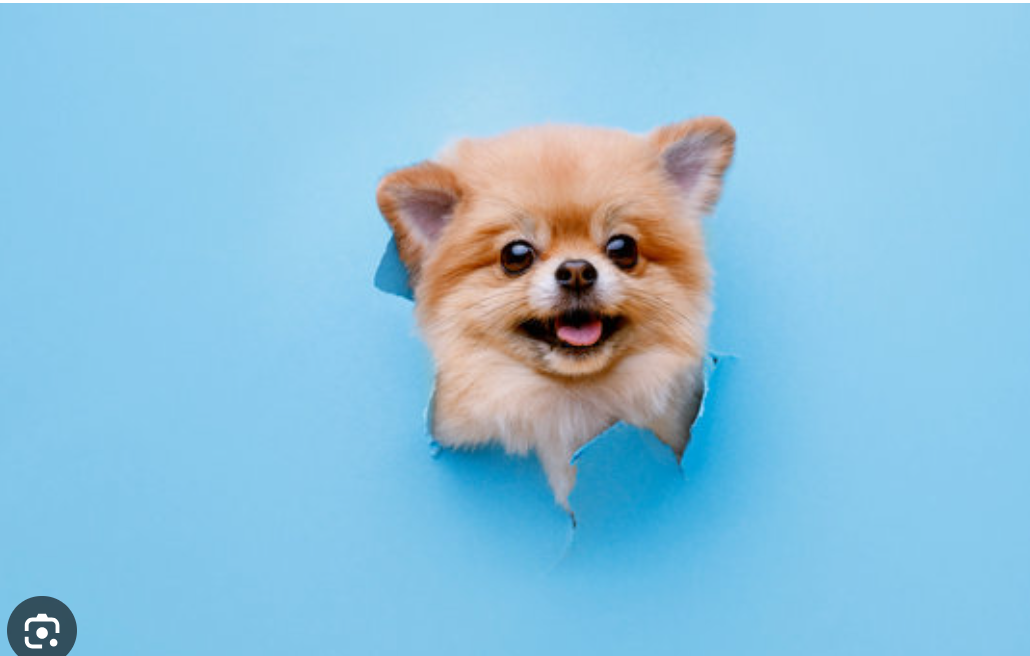 Pet Supplies